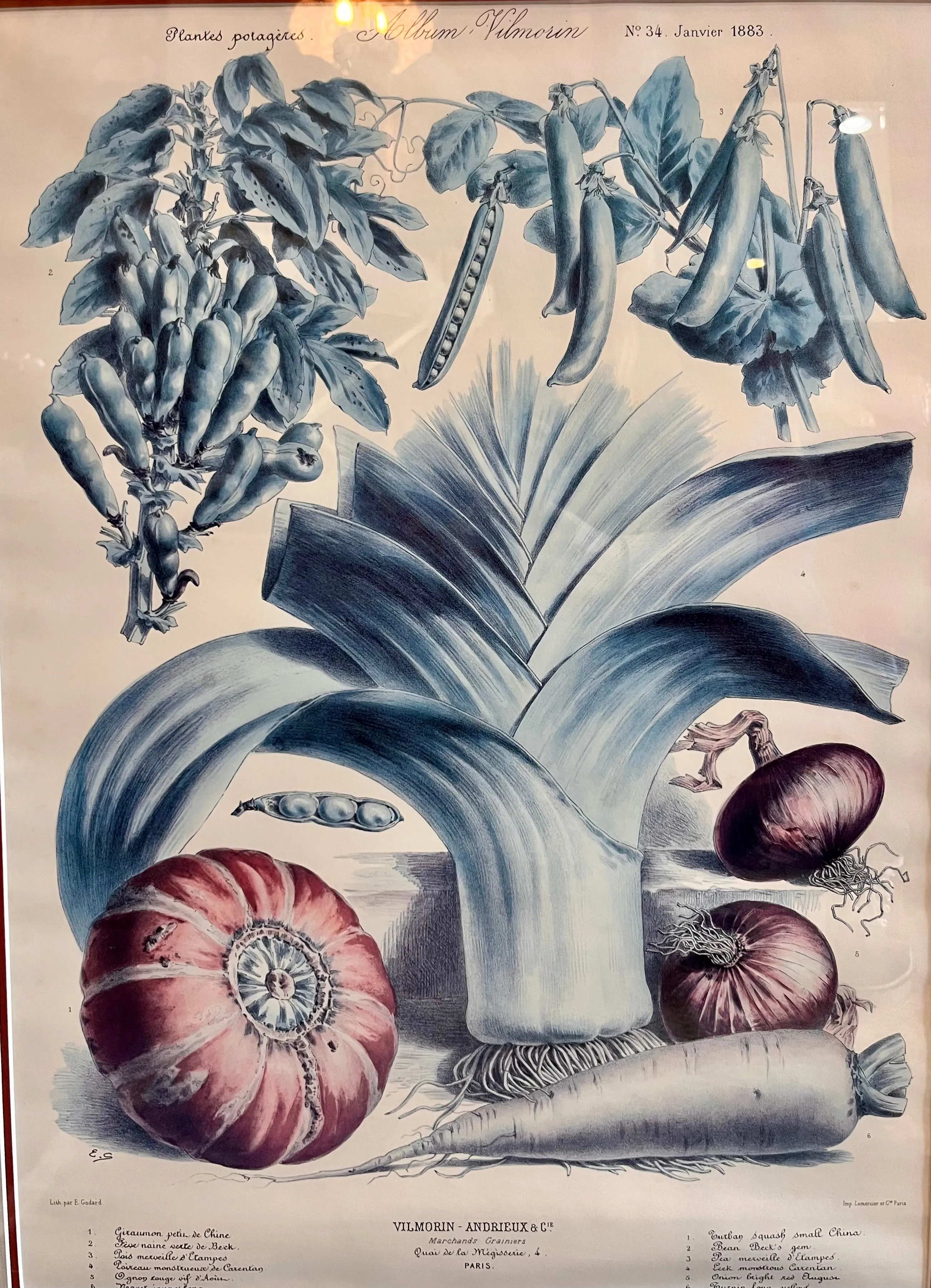 Framed Album Vilmorin Vegetable Print #1
