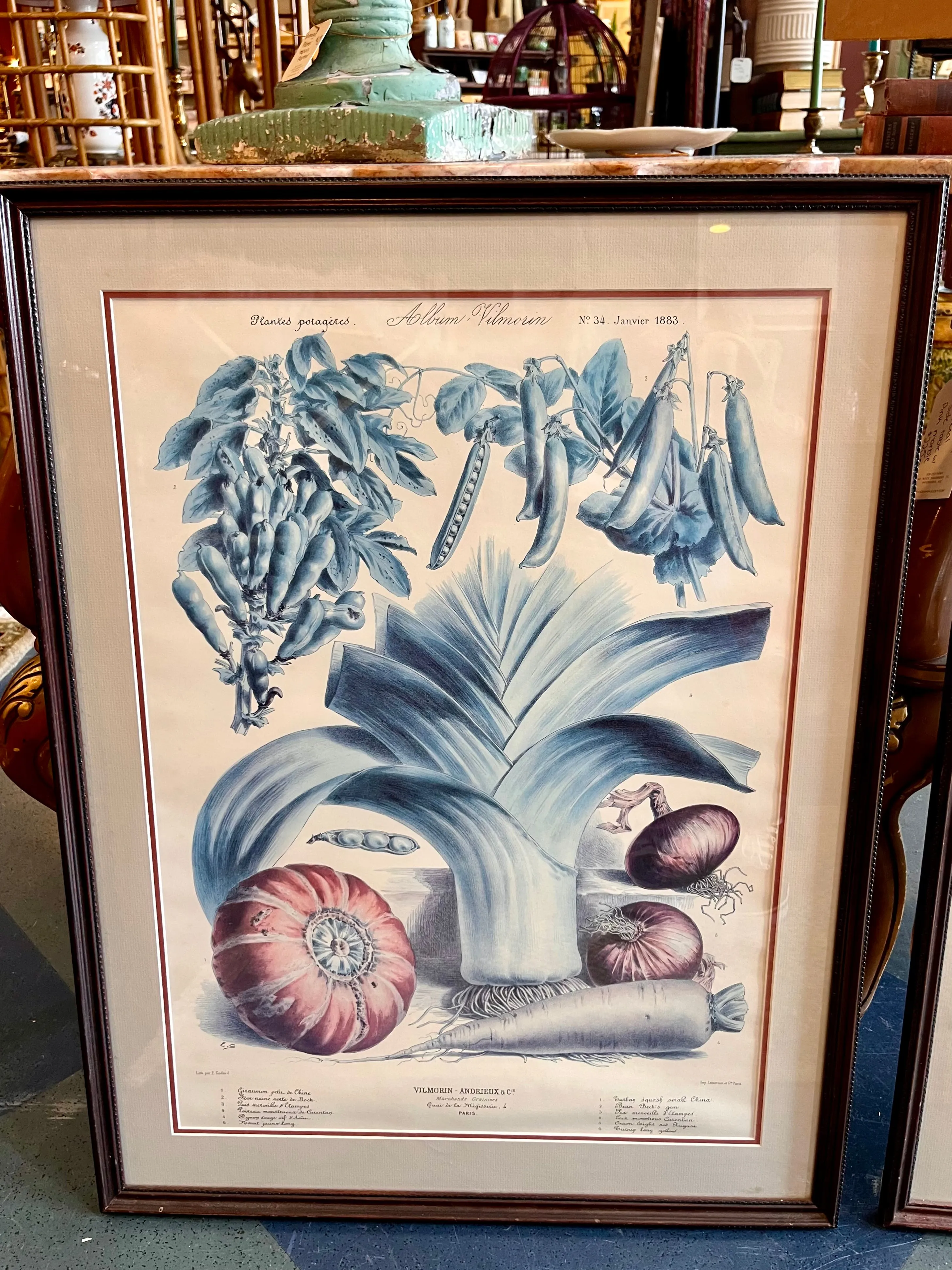 Framed Album Vilmorin Vegetable Print #1
