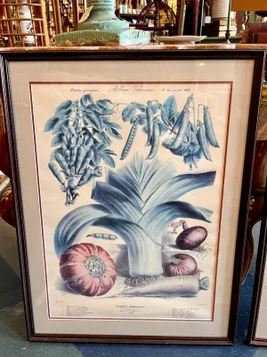Framed Album Vilmorin Vegetable Print #1