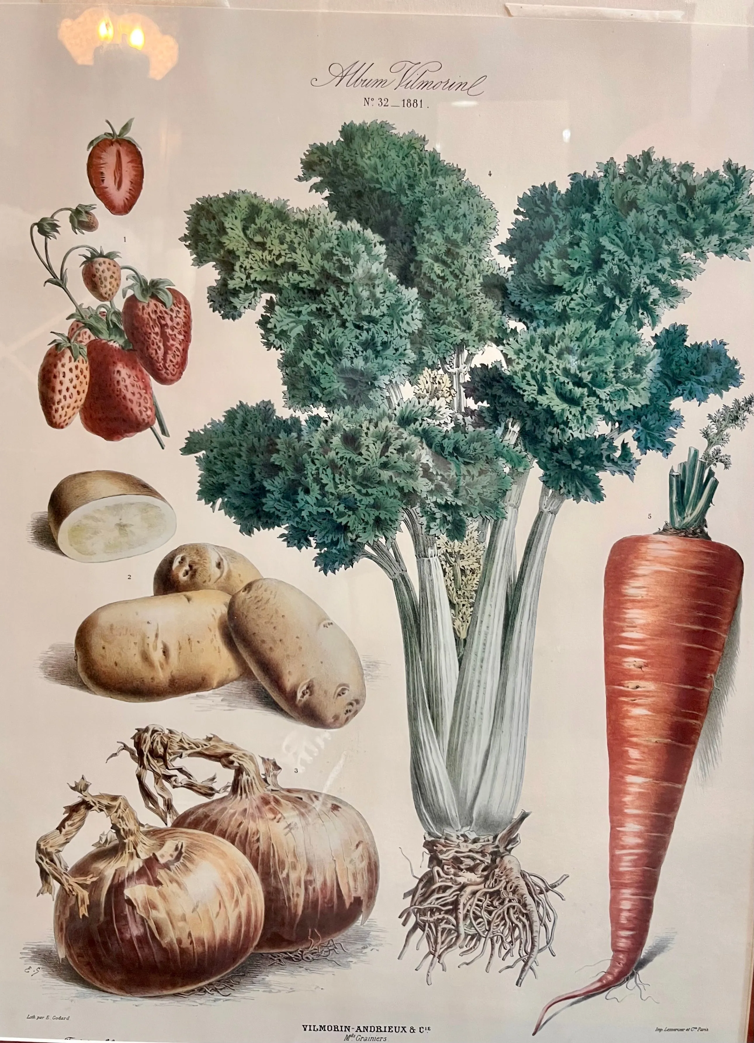 Vintage album vilmorin vegetable framed print #2