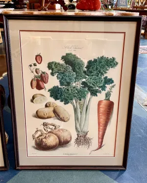 Vintage album vilmorin vegetable framed print #2